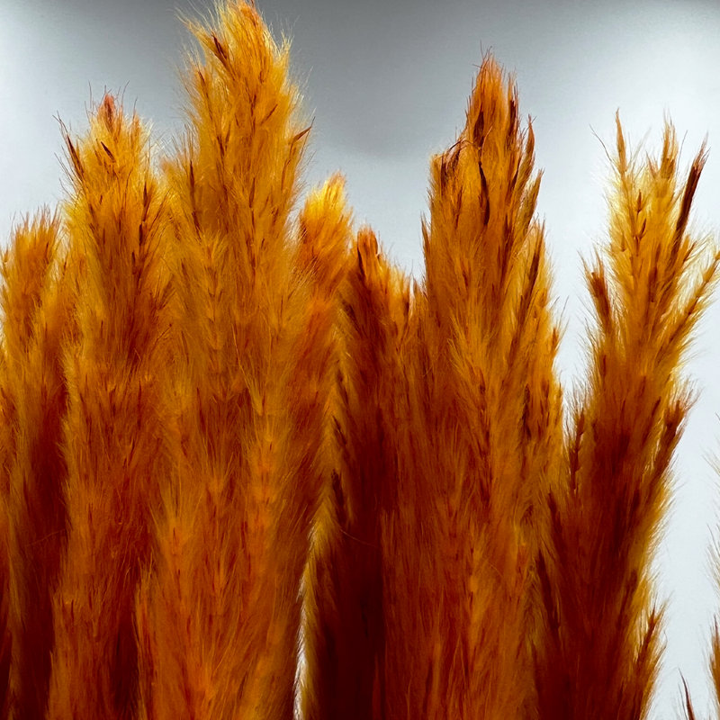 Fleurs préservées, Orange