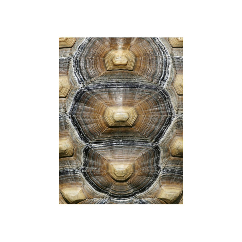 Carapaced Motif VI Print by Austin Beiv, 32" H x 24" W, Matte