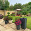 Plant Pot-795294483-788838800