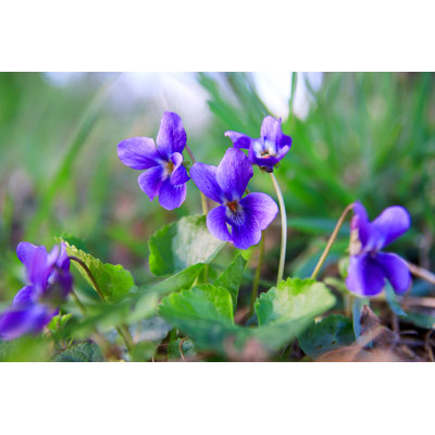 Wild Forest Violet In The Spring Forest - Wrapped Canvas Print