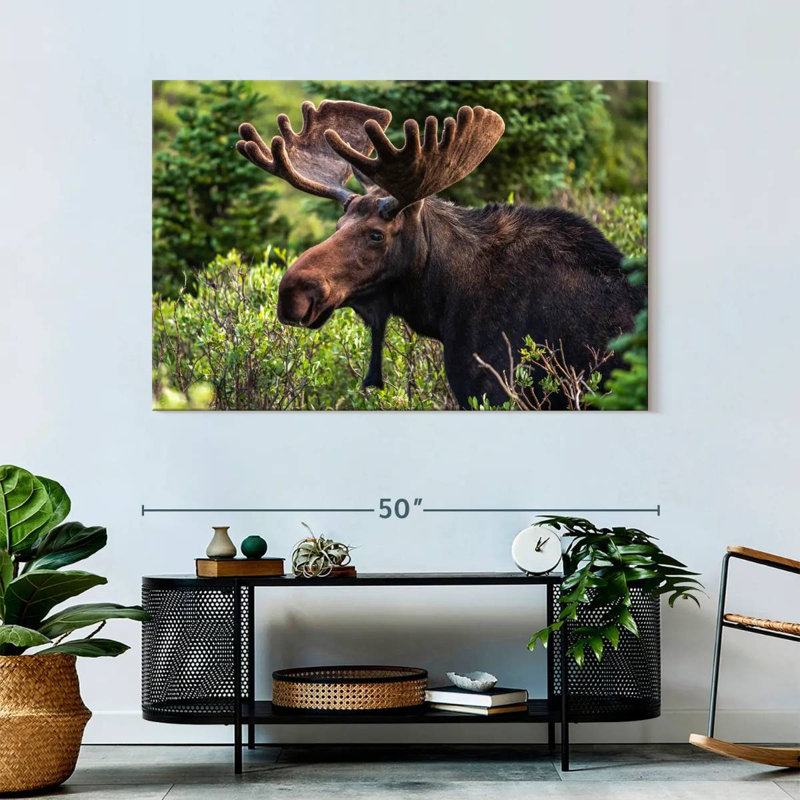 Brampt Wild Bull Moose, 32" H x 48" W