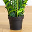 Zamioculcas artificiel-756904527