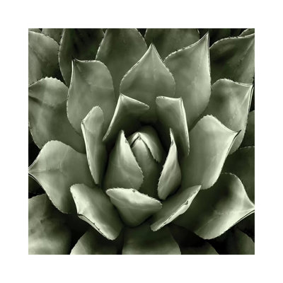 Green Succulent II 1 Piece Wrapped Canvas Painting