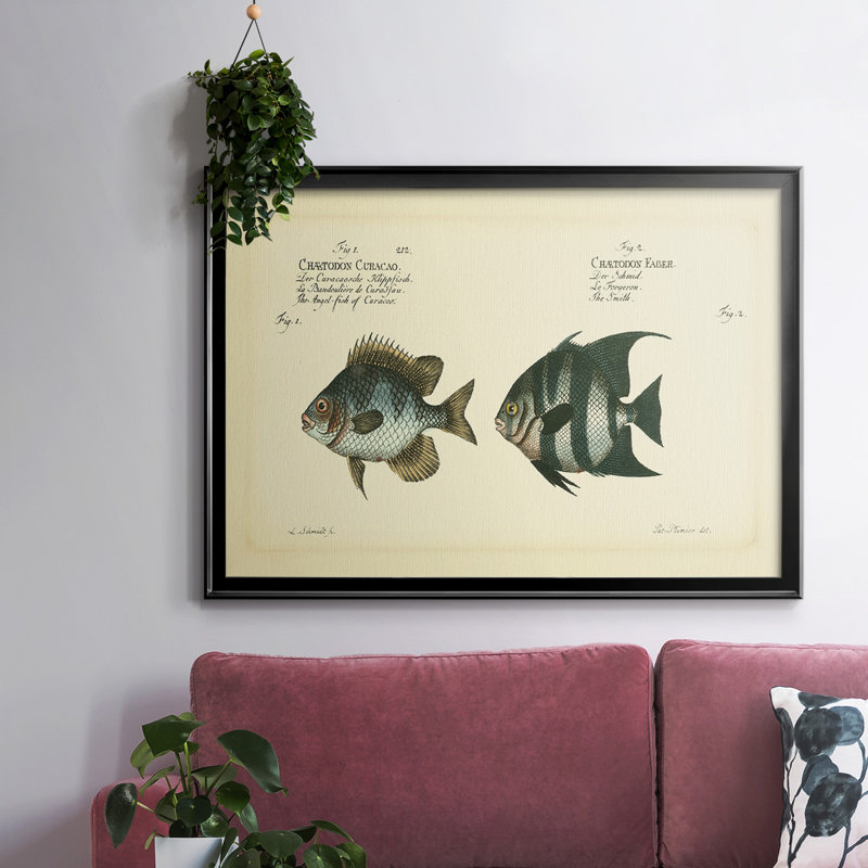 «Bloch Antique Fish II», reproduction d'un seul cadre photo sur toile, Noir, H 26 po x l 38 po x P 1,5 po