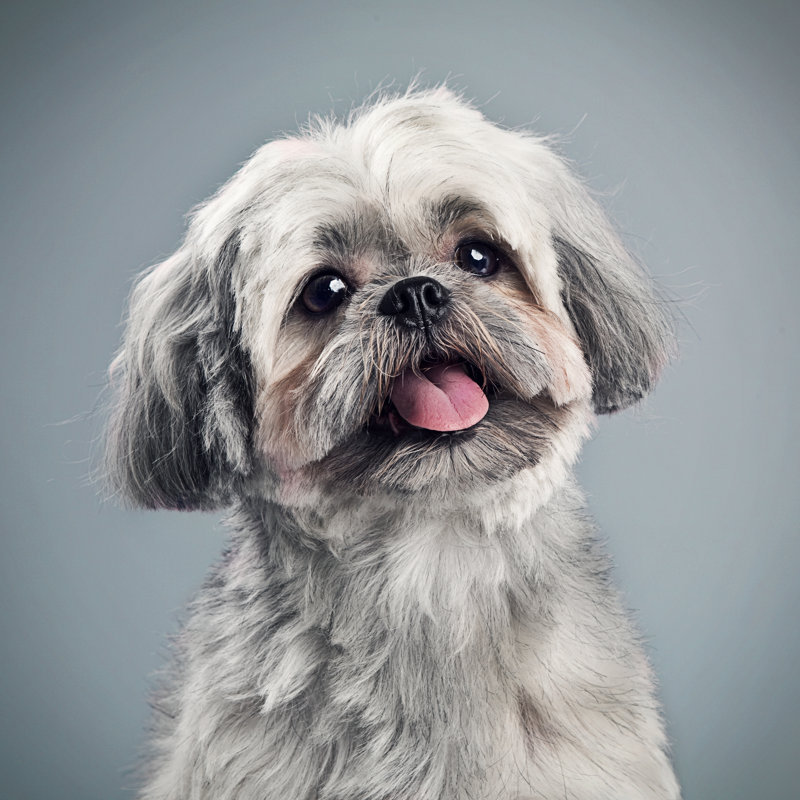 Shih Tzu Puppy by Myechung - Wrapped Canvas Print, 122cm H x 122cm W