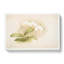 Magnolia Flowers Illustration Tab. 11 by Frederick Sander - Wrapped Canvas Art - Wrapped Canvas-55365369
