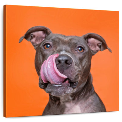 Crowle Silly Pet Pit Bull