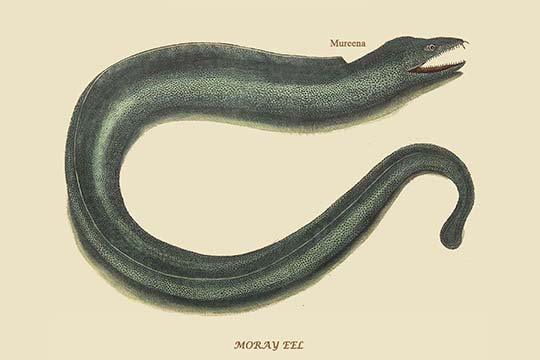Moray Eel by Catesby Catesby - Graphic Art, 24" H x 36" W x 1.5" D