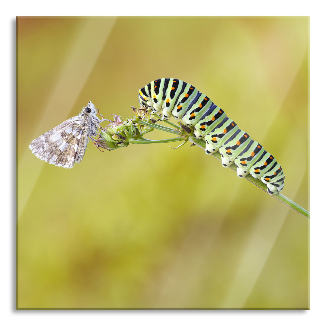 Ungerahmtes Foto auf Glas "Schwalbenschwanz-Raupen und Schmetterling"