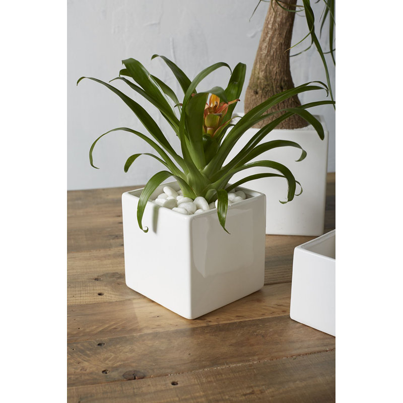 Pot à fleurs en céramique Demetria, Blanc, H 4,75 po x l 4,75 po x P 4,75 po
