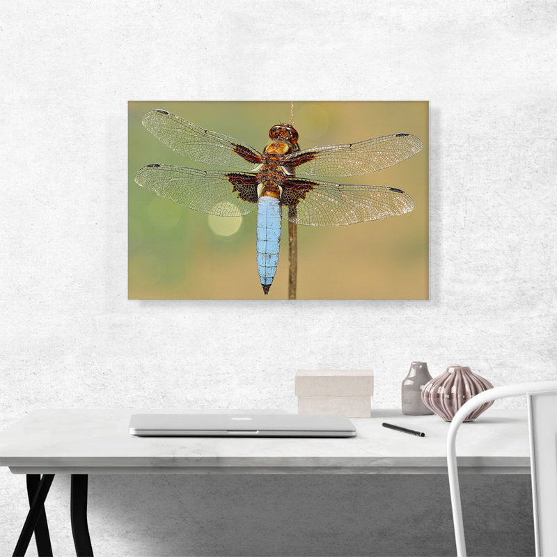 Dragonfly Home Decor - Reproduction de photo sur toile tendue, H 18 po x l 26 po x P 0,75 po