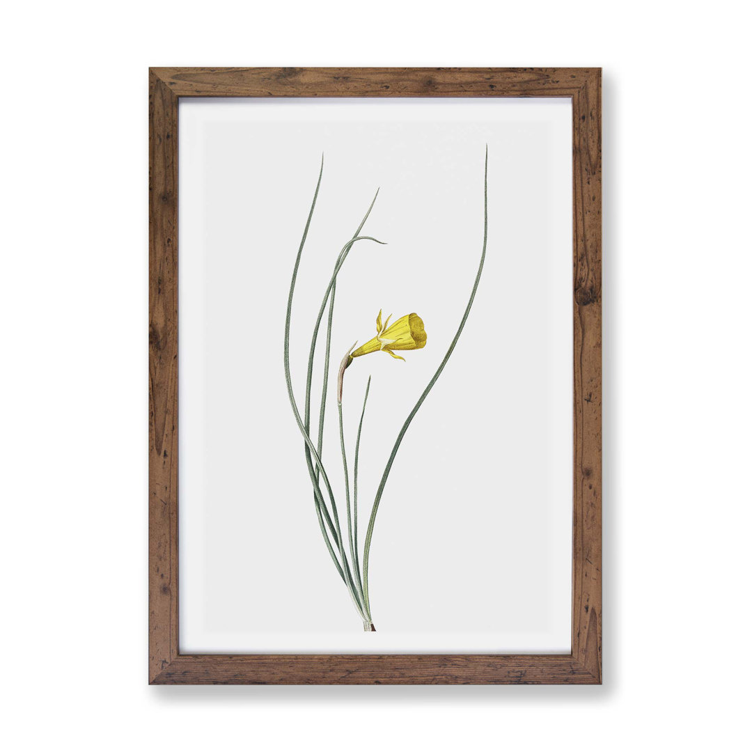 Daffodil by Pierre-Joseph Redoute - Framed Print