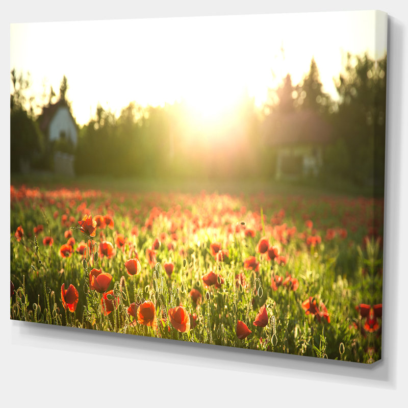 « popy field under light soleil », reproduction de photo sur toile tendue, H 8 po x l 12 po