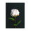 " Flower On Black "