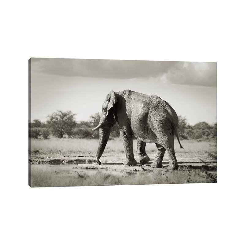 B&W Solitary Elephant by Klaus Tiedge - Wrapped Canvas Print, 66.04 cm H x 45.72 cm W x 3.175 cm D