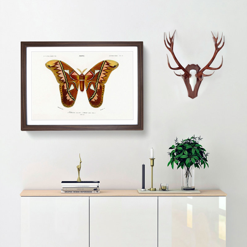 Attacus Atlas Moth by Charles d Orbigny - Framed Print, 33cm H x 45cm W x 2cm D, Walnut Framed