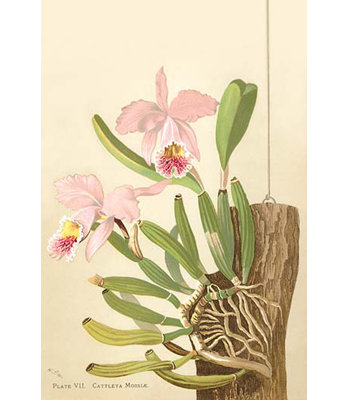 " Cattleya Nossiae "