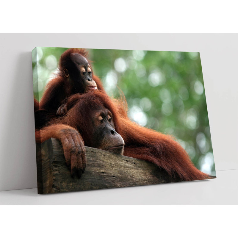 Orangutans Canvas Wall Art Picture Print, 40.64cm H x 60.96cm W
