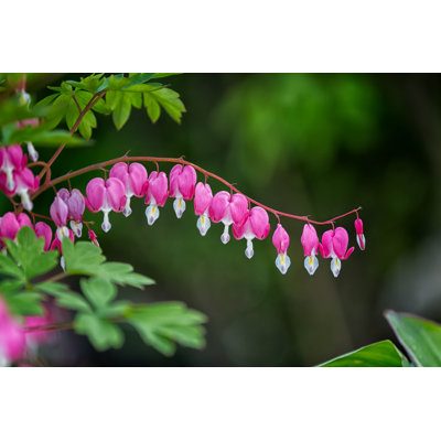 Bleeding Heart Flower by Emranashraf - Wrapped Canvas Print