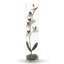 Vase de table Carolee-1000161684