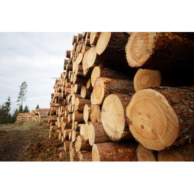 Timber Yard by FilipMakowski - Wrapped Canvas Print