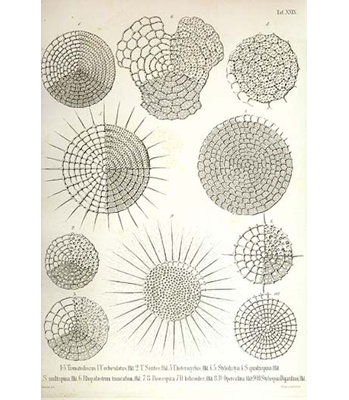 " Collection Of Radiolaria " by Ernst Haeckel