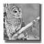 «White Owl» par PhotoINC Studio-1095668464