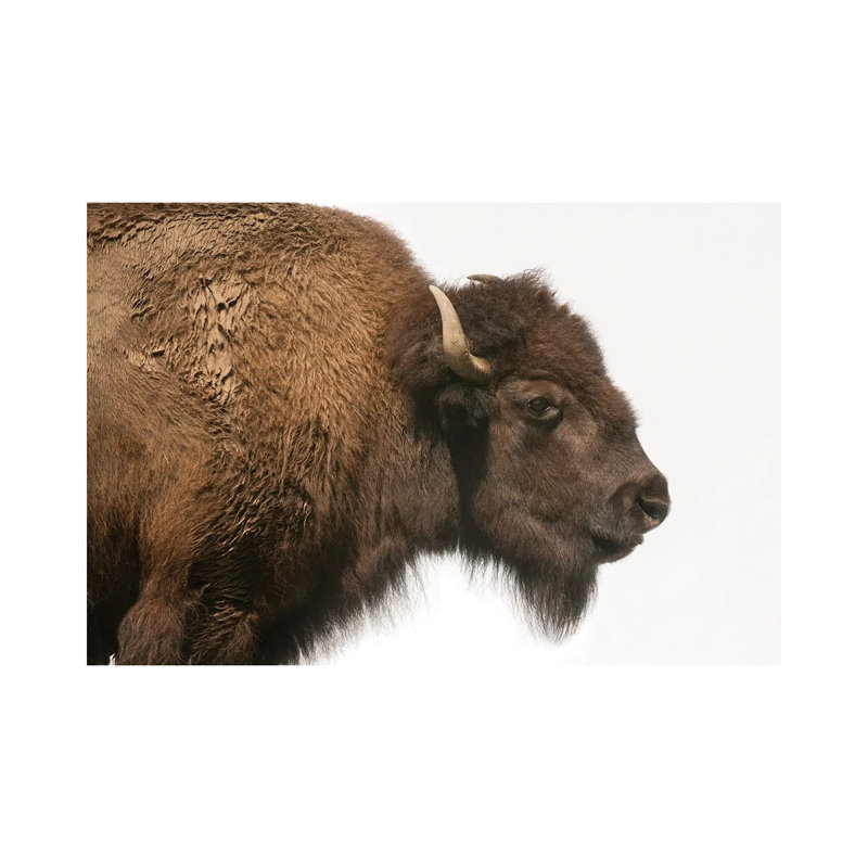 Bison Mother & Calf Graze At The Tallgrass Prairie Preserve Near Pawhuska, Oklahoma II by Joel Sartore - Gallery-Wrapped Canvas Giclée on Canvas