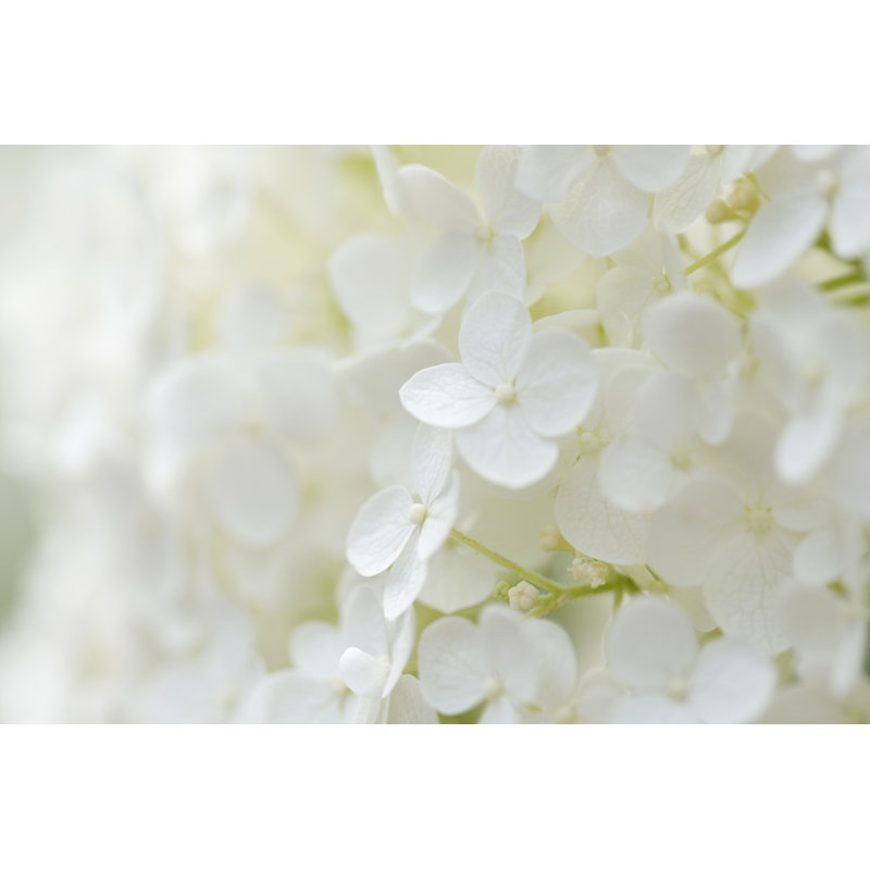 Hydrangea by Patty_C, 8" H x 12" W