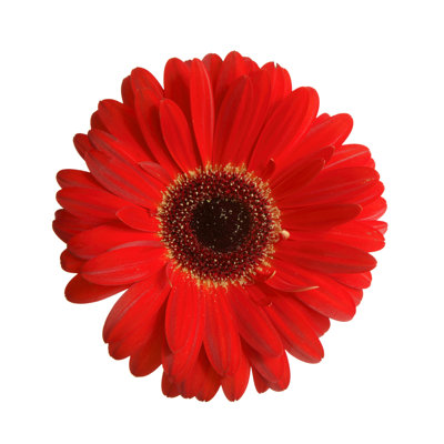 Marlene Gerbera Head - Wrapped Canvas Print