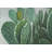 Paddle Cactus - Gray Framed Matted Print for Bedroom Decor