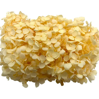 Hortensia Anna séchée