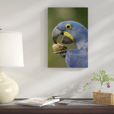 Hyacinth Macaw In Cerrado Habitat Cracking Open A Piassava Palm Nut To Drink The Milk, Brazil - Single Picture Frame Photograph on Framed Canvas