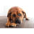 Sad Dog by NWphotoguy - No Frame Print on Canvas-1060086853