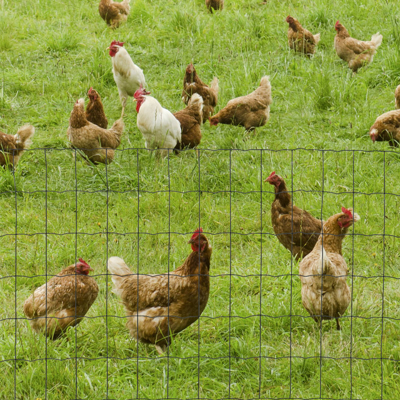 Chicken Wire Mesh, 61cm H x 1000cm W x 0.53cm D