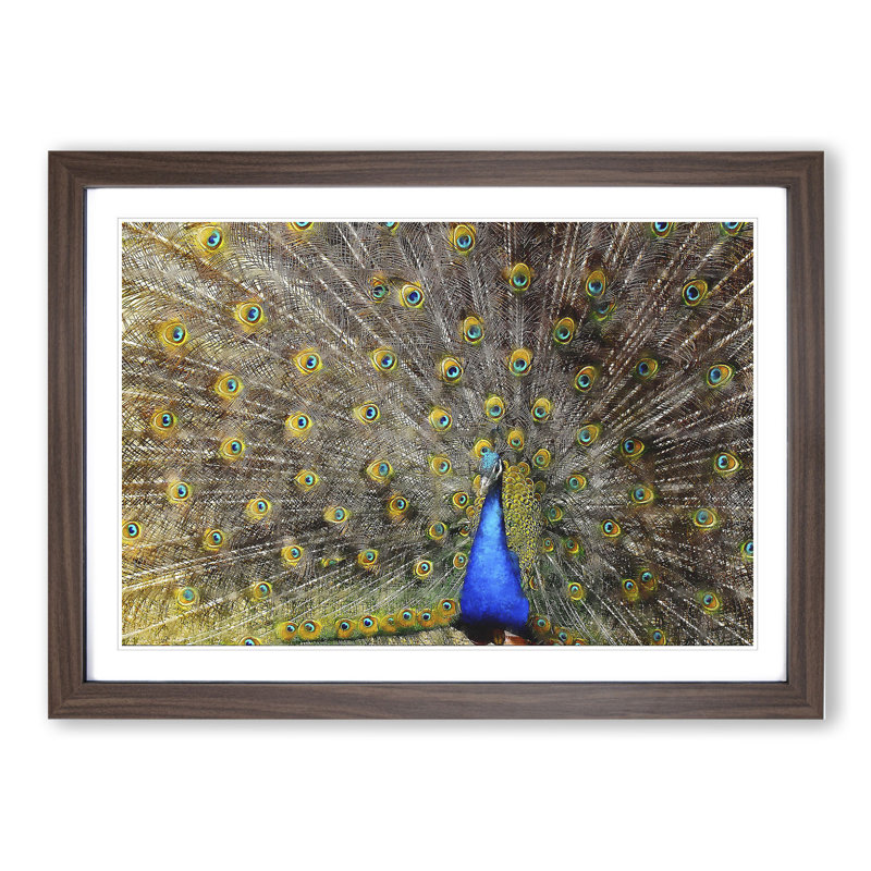 Peacock Vol.1 - Framed Print, 27cm H x 36cm W x 2cm D, Walnut Framed