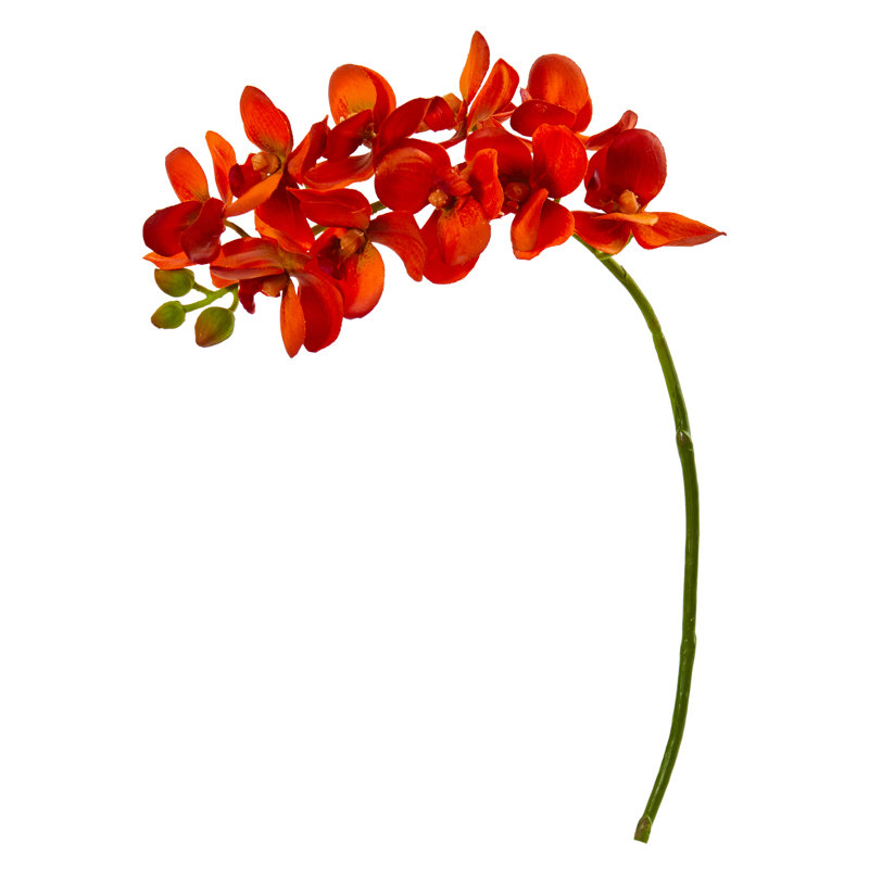 Tige d'orchidée, Orange