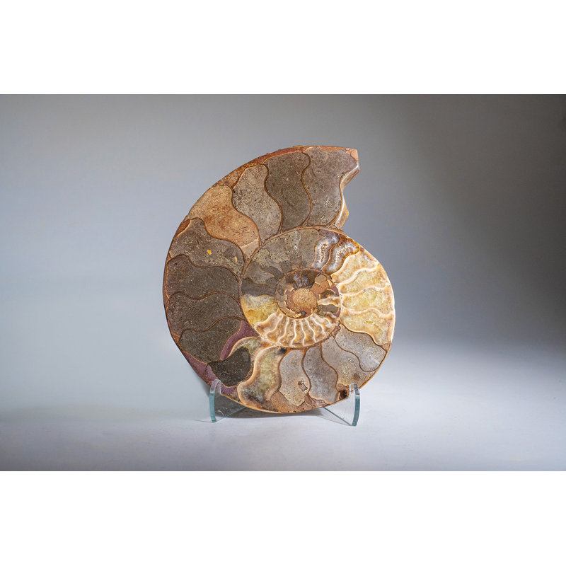Calcified Ammonite Halve From Madagascar (.7 lbs)