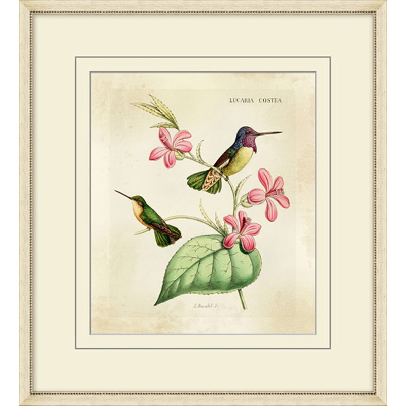 Brilliant Hummingbird Collection 4 Print