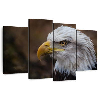 Brampt Bald Eagle Gaze
