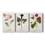 Nature imprimé Botanicals III - toile tendue sur mesure - 3 pièces-1791638755