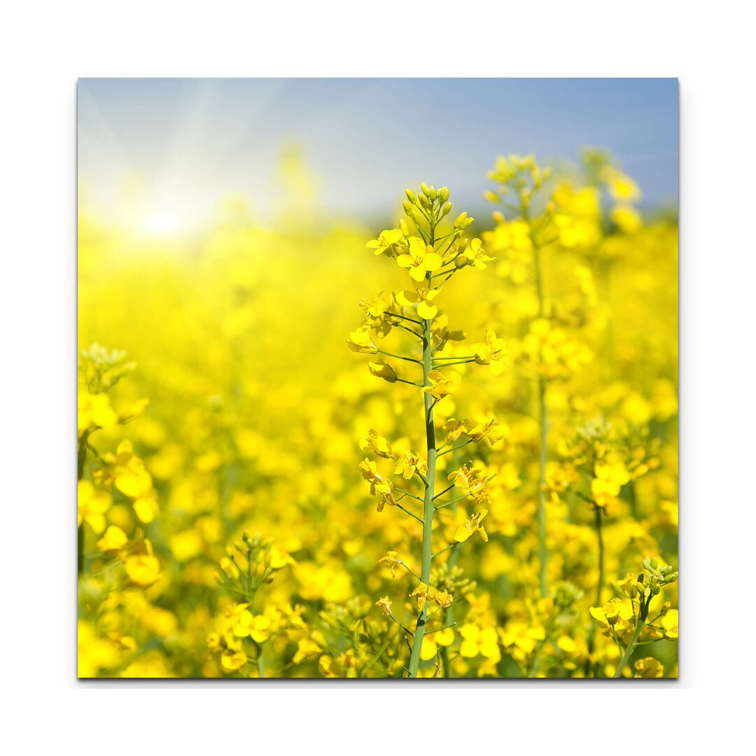 Leinwandbild Blühendes Rapsfeld im Sonnenschein