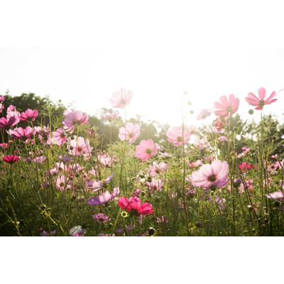 Cosmos Flowers Blooming - Photographie sur toile tendue
