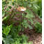 Copper Birdbath Garden Stake, Medium 8 "Dia.-864976539
