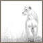 Wild Calling 4 Print by Thom Filicia