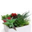 Plante grasse artificielle 5 po en pot