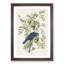 American Crow by John Audubon - 1 Piece Single Picture Frame Painting-55544598-55544603