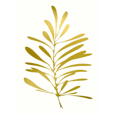 " Golden Kelp "