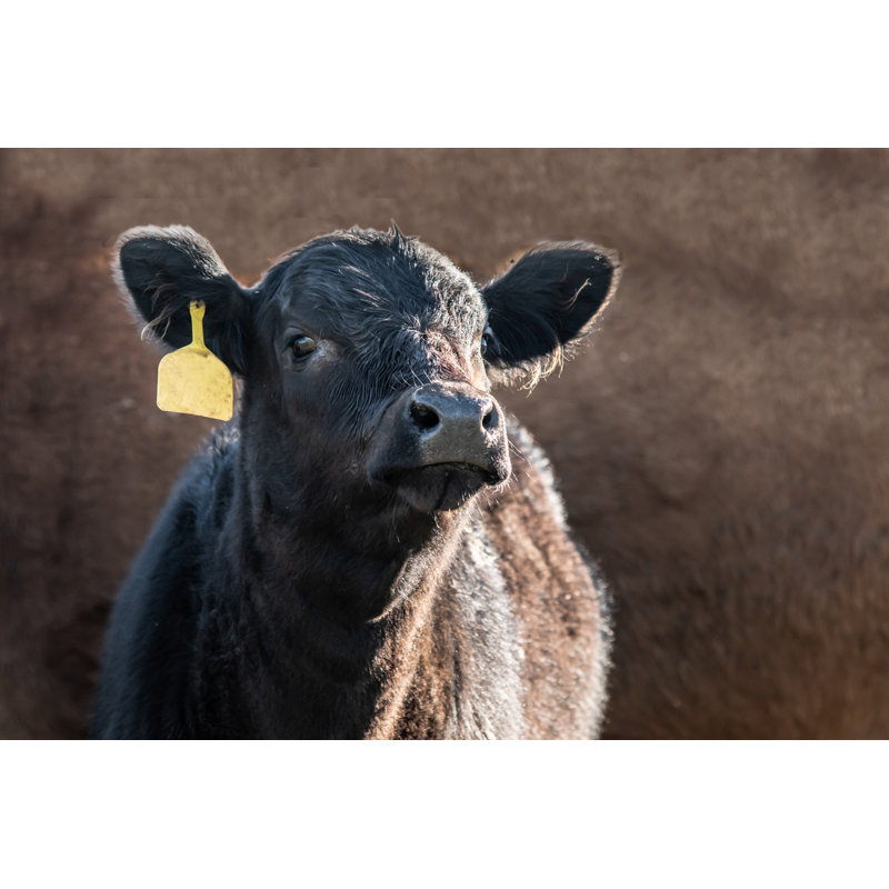 Cute Angus Calf by Jacqueline Nix - Wrapped Canvas Print, 30cm H x 46cm W