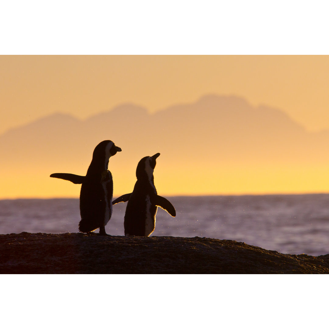 Leinwandbild Pärchen von Pinguinen bei Sonnenuntergang stehend